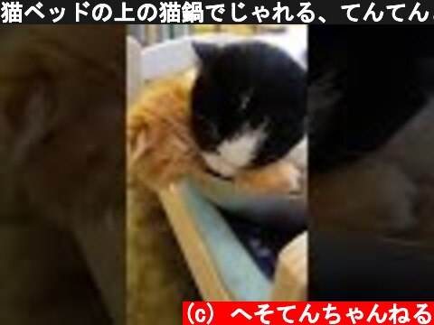 猫ベッドの上の猫鍋でじゃれる、てんてんとさくら  (c) へそてんちゃんねる